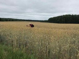piligrymka budslau