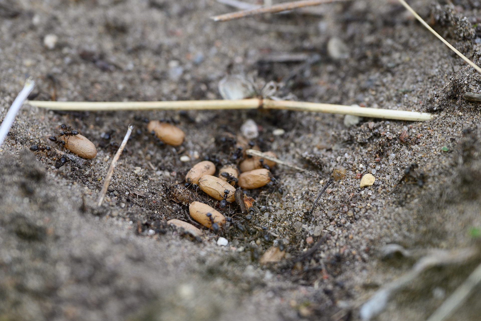 4.07.2025 budslav piligr0105