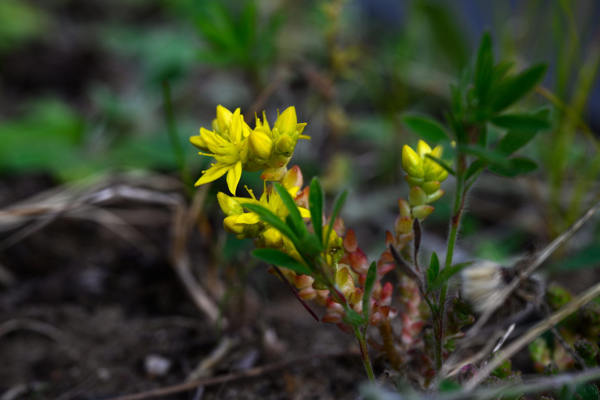 4.07.2025 budslav piligr0117