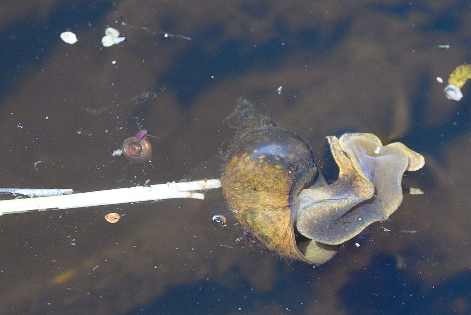 4.07.2025 budslav piligr0253